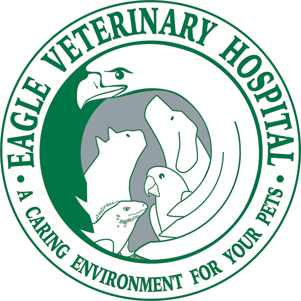 Vet Near Me San Antonio, TX | Eagle Veterinary Hospital