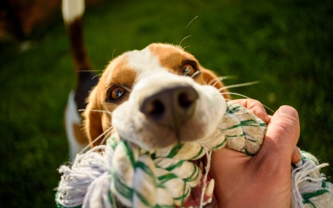 Can My Pet Have That? Safe and Unsafe Chew Toys